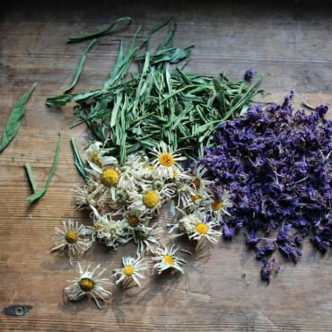 Assortiment de plantes séchées pour tisane : camomille, lavande et feuilles aromatiques