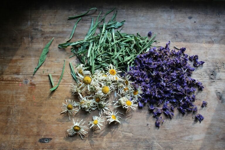 Assortiment de plantes séchées pour tisane : camomille, lavande et feuilles aromatiques